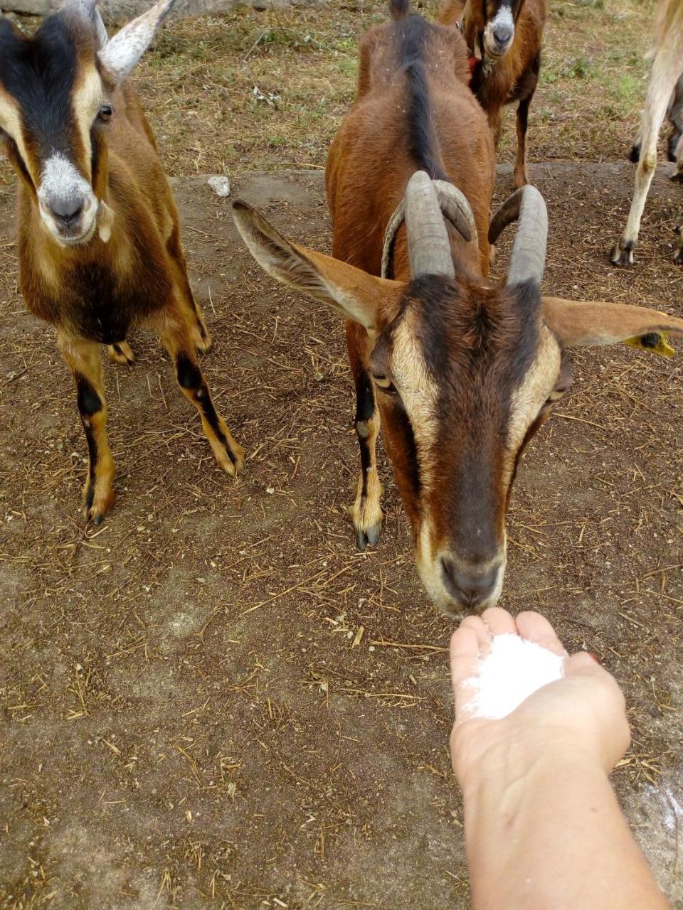 No Meio Da Natureza - Turismo No Espaco Rural * Vila Nova de Famalicao